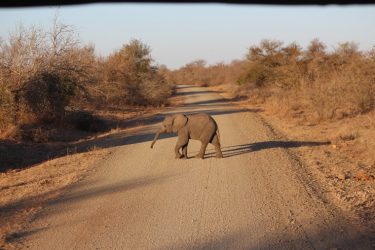 Elefante en la carretera