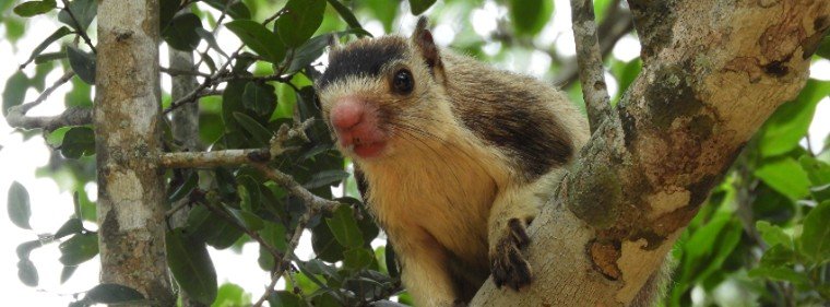 Ardilla gigante sobre un árbol de Yala
