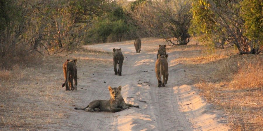 Parque Nacional Chobe Un Safari En Tierra De Elefantes Viajero Cr nico Parque Nacional Chobe Un Safari En Tierra De Elefantes Viajero Cr nico