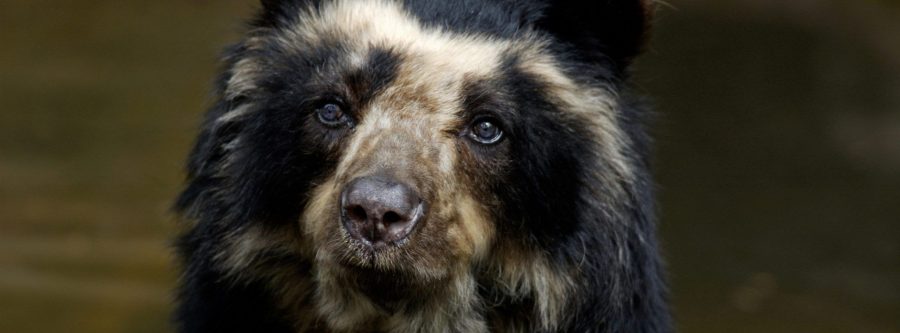 Oso andino en La Senda Verde