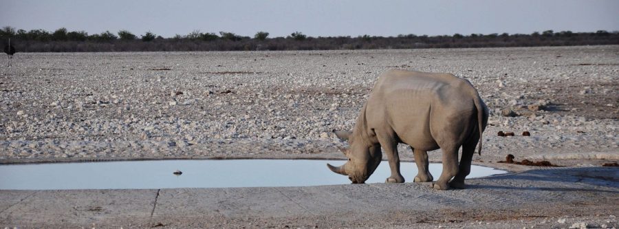 Rinoceronte Blanco en Namibia