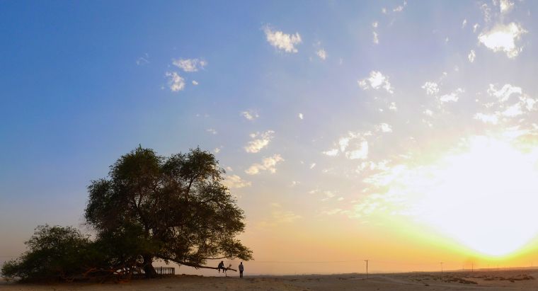 Árbol de la Vida de Bahrein
