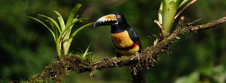 Como llegar a Monteverde Costa Rica