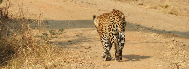 Curiosidades de la fauna de Zambia