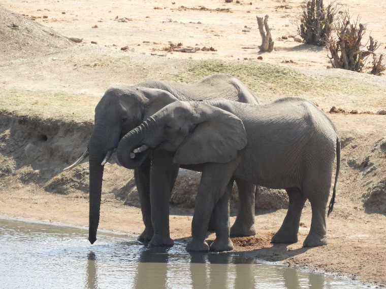 Elefantes en Murchison Falls