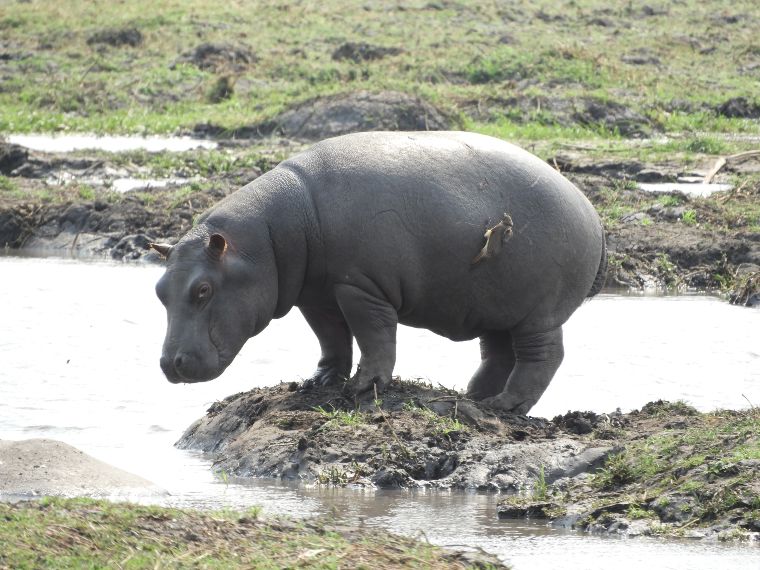 Hipopótamos en Murchison Falls