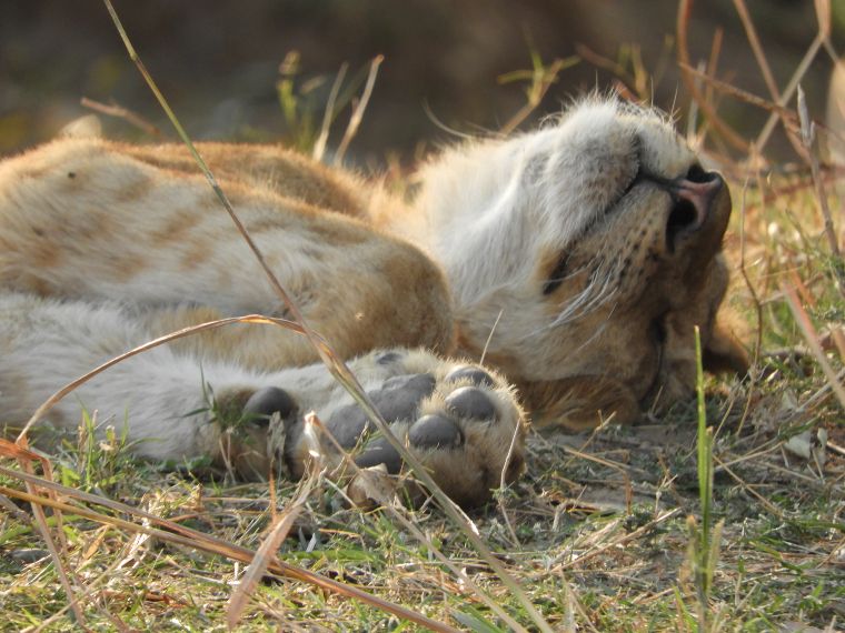 Leones en el Parque Nacional South Luangwa