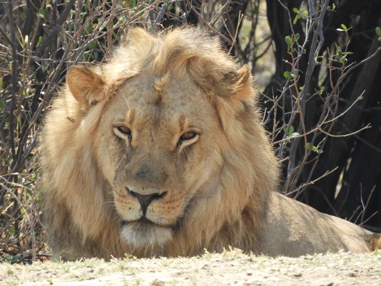 León en Murchison Falls