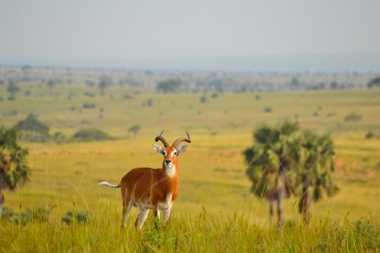 Parque Nacional Queen Elizabeth