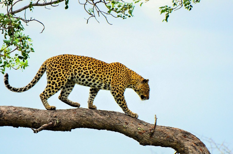 Safari en el Parque Nacional Queen Elizabeth