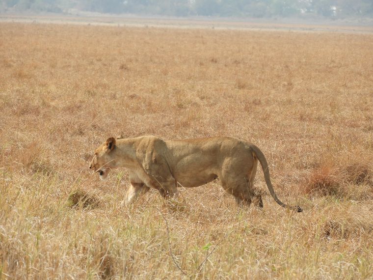 Safari en Murchison Falls