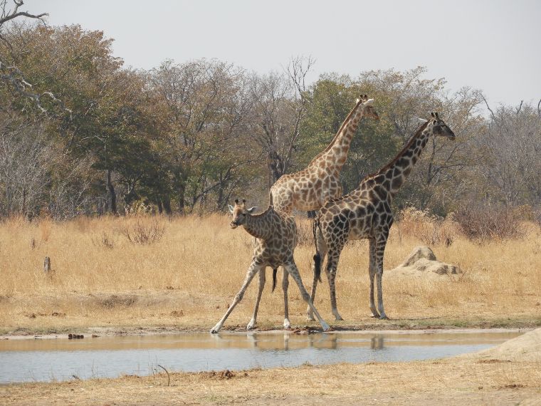 Safari en Kidepo Valley