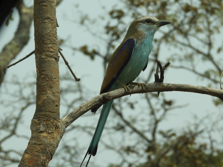 Safari en Murchison Falls