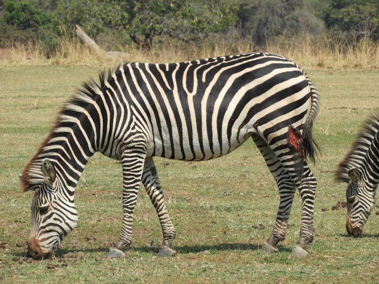 Una cebra herida en South Luangwa