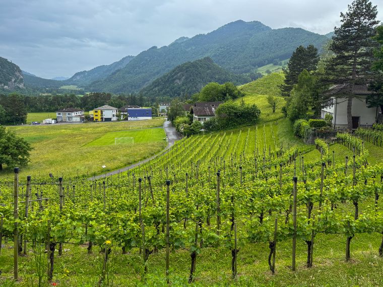 Viñedos de Liechtenstein