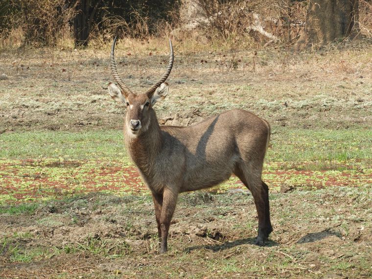Waterbuck